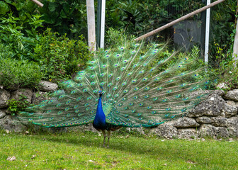 Obraz premium Indian Peacock or Blue Peacock, Pavo cristatus