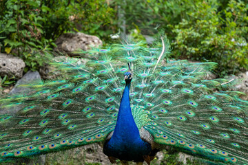 Obraz premium Indian Peacock or Blue Peacock, Pavo cristatus