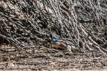 Gambel's Quail (Callipepla gambelii) male on Salton Sea area, Imperial Valley, California, USA