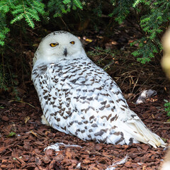 The Snowy Owl, Bubo scandiacus is a large, white owl of the owl family
