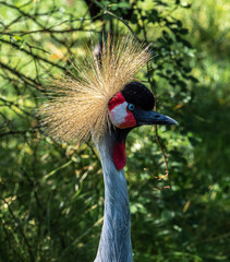 Black Crowned Crane, Balearica pavonina in a park
