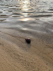 Snail shell on the shore