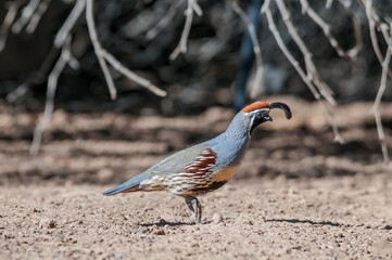 Gambel's Quail (Callipepla gambelii) male on Salton Sea area, Imperial Valley, California, USA