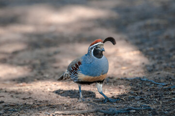 Gambel's Quail (Callipepla gambelii) male on Salton Sea area, Imperial Valley, California, USA
