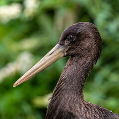 Black stork, Ciconia nigra in a german nature park