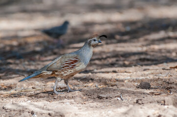 Gambel's Quail (Callipepla gambelii) female on Salton Sea area, Imperial Valley, California, USA