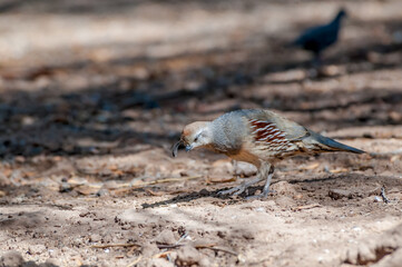 Gambel's Quail (Callipepla gambelii) female on Salton Sea area, Imperial Valley, California, USA