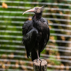 Northern Bald ibis, Geronticus eremita in the zoo
