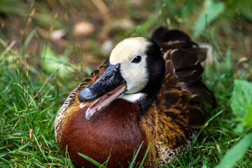 White-faced whistling duck, Dendrocygna viduata. Birds watching