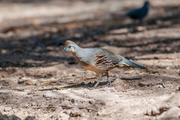 Gambel's Quail (Callipepla gambelii) female on Salton Sea area, Imperial Valley, California, USA