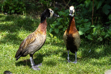 White-faced whistling duck, Dendrocygna viduata. Birds watching