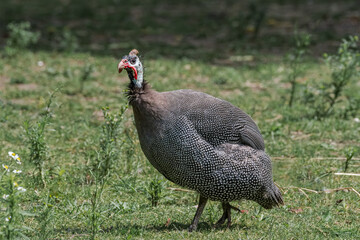 Fototapeta premium Helmeted Guineafowl (Numida meleagris) in park