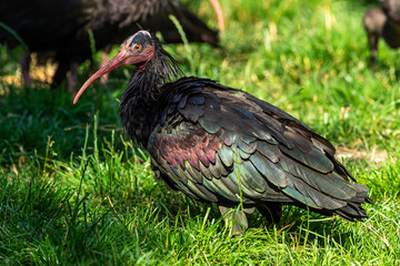 Northern Bald ibis, Geronticus eremita in the zoo