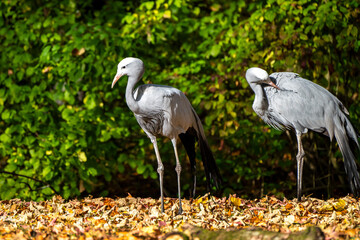 The Blue Crane, Grus paradisea, is an endangered bird