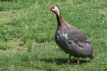 Fototapeta premium Helmeted Guineafowl (Numida meleagris) in park