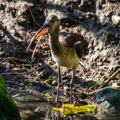 Glossy ibis, Plegadis falcinellus eating a fish