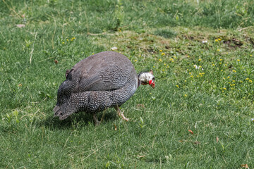 Obraz premium Helmeted Guineafowl (Numida meleagris) in park