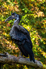Abyssinian northern Ground Hornbill, Bucorvus abyssinicus strange bird