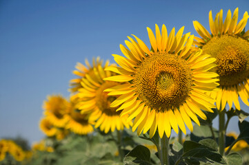 Fototapeta premium Head of a blooming sunflower in a field against the blue sky. Agricultural plants grow in rows during active growth and flowering.