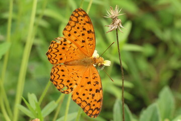 butterfly on flower