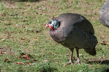 Helmeted Guineafowl (Numida meleagris) in park