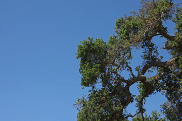 Low angle close-up view of the canopy of a California oak tree under a deep blue sky