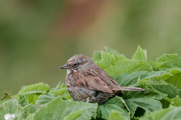 Song Sparrow (Melospiza melodia) at Chowiet Island, Semidi Islands, Alaska, USA