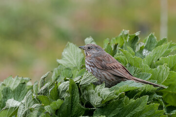 Song Sparrow (Melospiza melodia) at Chowiet Island, Semidi Islands, Alaska, USA