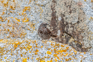 Song Sparrow (Melospiza melodia) at Chowiet Island, Semidi Islands, Alaska, USA