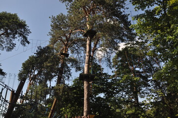 Fototapeta premium suspended rides on top of a tree