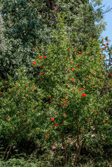 Pomegranate (Punica granatum) in orchard, south coast of Crimea