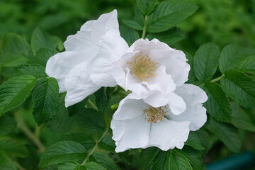 Large, white flowers of the rose rugosa on a green Bush