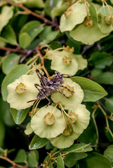 Jerusalem Thorn (Paliurus spina-christi) in coastal hills, Crimea