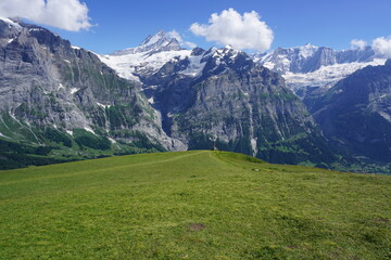 alpine meadow in switzerland