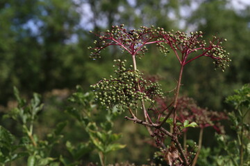 Elderberry ripen on the branches of a bush