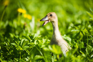 little domestic gray duckling sitting in green grass