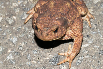 Head shot of the common toad, bufo bufo.