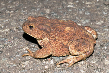The common European toad, Bufo bufo