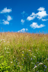 A meadow with flowers and grass a quiet summer day, with a blue cloudy sky contrasting the picture.