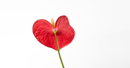 Anthurium