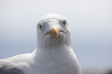 Sea Birds, the beautiful Sea Gull in Kerry, Ireland