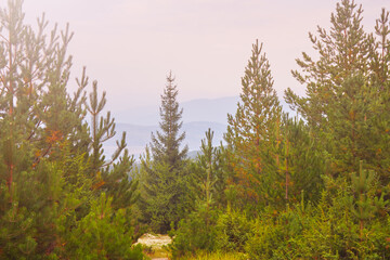 Panoramic view of coniferous forest in the mountains at sunset.