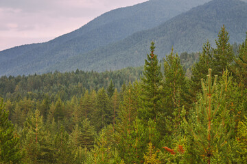 Panoramic view of coniferous forest in the mountains at sunset.