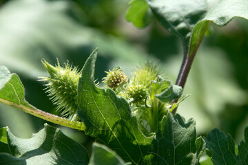 Spitzklette (Xanthium), mit Blüten und Früchten