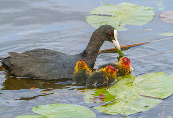 Kinderdijk, the Netherlands.  A yourng coot chick, only a few days old with parents.  Coots are...