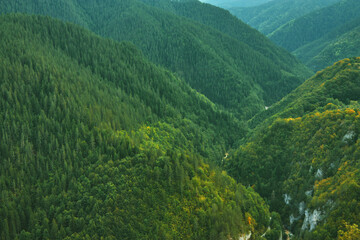 Panoramic view of coniferous forest in the mountains at sunset.
