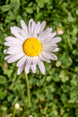 Fototapeta premium Ox-eye Daisy (Leucanthemum vulgare) in garden