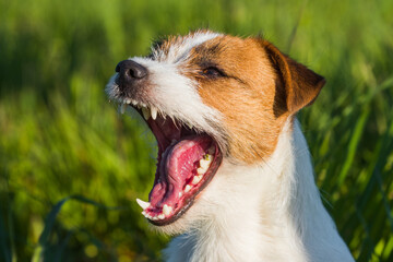 Jack Russell Dog sits on the green grass smiling