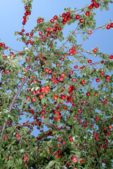 Cherry Plum (Prunus cerasifera) in coastal hills, Crimea