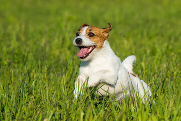 Jack Russell Dog is running on the green grass